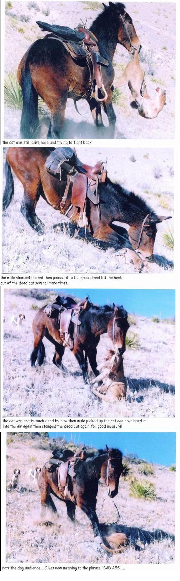 a donkey kicking the holy crap out of a mountain lion